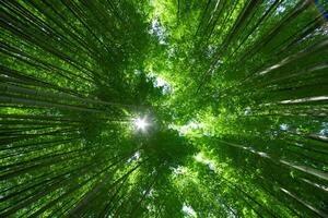 en grön bambu skog i vår solig dag bred och topp skott foto