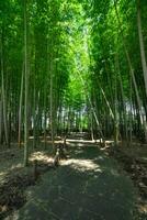 en grön bambu skog i vår solig dag bred skott foto