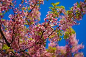 kawazu körsbär blommar swirly fläck i vår säsong stänga upp foto