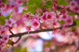 kawazu körsbär blommar i vår säsong stänga upp foto