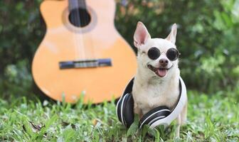 Lycklig brun kort hår chihuahua hund bär solglasögon och hörlurar runt om nacke, sittande med akustisk gitarr på grön gräs i de trädgård, leende med hans tunga ut foto