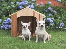 två annorlunda storlek kort hår chihuahua hundar Sammanträde i främre av trä- hund hus, lila blommor trädgård bakgrund. foto