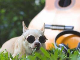 Lycklig brun kort hår chihuahua hund bär solglasögon liggande ner med akustisk gitarr och hörlurar på grön gräs i de trädgård. foto