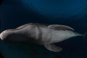 delfin som simmar i Röda havet, Eilat Israel foto