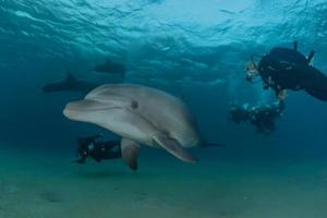 delfin som simmar i Röda havet, Eilat Israel foto