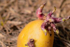 sådd potatisar på de jord på kompost, knöl gror, solanum tuberosum foto