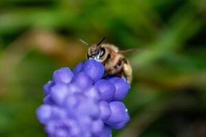 bi samlar pollen på en druva hyacint i en trädgård på våren, muscari armeniacum foto