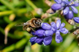 bi samlar pollen på en druva hyacint i en trädgård på våren, muscari armeniacum foto