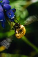 bombyle på en druva hyacint, en små hårig insekt med en snabel till dra nektar från de blommor, bombylius foto