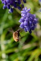 bombyle på en druva hyacint, en små hårig insekt med en snabel till dra nektar från de blommor, bombylius foto