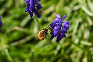 bombyle på en druva hyacint, en små hårig insekt med en snabel till dra nektar från de blommor, bombylius foto