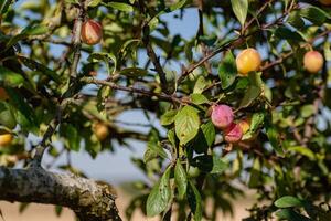 mirabelle plommon i ett fruktträdgård, lorraine gul guld, metz, nancy, prunus domestica foto