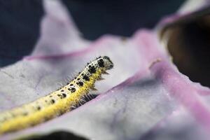 stänga upp av kål vit larv rör på sig på en röd kål blad. pieris brassicae foto