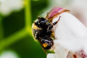 humla samlar pollen på catalpa blomma, bombus foto