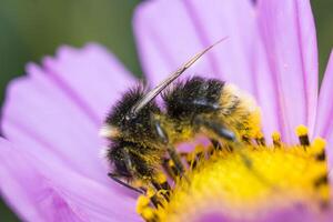 humla täckt i pollen på en kosmos blomma foto