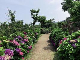 vacker trädgård på en villa. jeju ön. Sydkorea foto