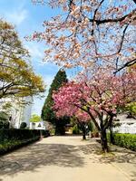 japansk körsbär blommar variation i full blomma gångväg i de trädgård vår säsong japan foto
