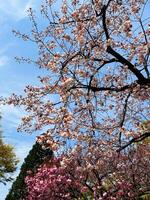 närbild japansk körsbär blommar i full blomma med blå himmel i vår säsong japan foto