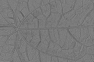 blad mönster textur och bakgrund foto