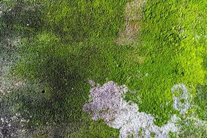 grön svamp textur och abstrakt bakgrund foto