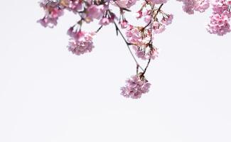 skön körsbär blomma sakura blomning med fading in i pastell rosa sakura blomma, full blomma en vår säsong i japan foto