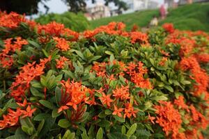 en buske med orange blommor foto