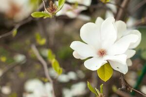 skön stänga upp magnolia blommor. blomning magnolia träd i de vår. selektiv fokus.vit ljus vår blommig Foto bakgrund