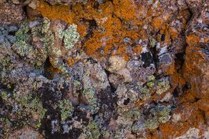 naturlig färgad mönster på en enda sten med mossa och svamp vind salter tid foto