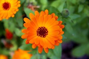 topp se av en skön sommar blomma. orange blomma av calendula officinalis. foto