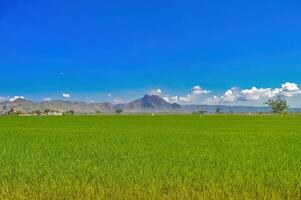 de skön naturlig landskap i indonesien består av bergen och frodig grön ris fält och ljus, molnig blå himmel1 foto