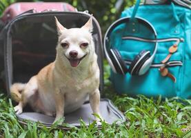 brun chihuahua hund Sammanträde i främre av rosa tyg resande sällskapsdjur bärare väska på grön gräs i de trädgård med ryggsäck och hörlurar.ler lyckligt. foto