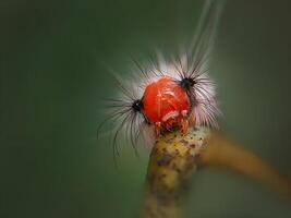 bäst makro skott av Hoppar Spindel, spindel, hoppning Spindel fotografi foto