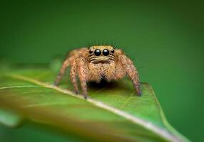 bäst makro skott av Hoppar Spindel, spindel, hoppning Spindel fotografi foto