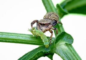 bäst makro skott av Hoppar Spindel, spindel, hoppning Spindel fotografi foto