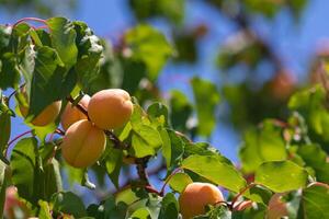 aprikoser på de träd. friska frukt odla i fruktträdgårdar. foto