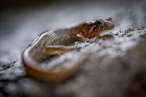 santeetlah dunkel salamander, desmognathus santeetlah foto