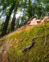 grön salamander, aneides aeneus foto