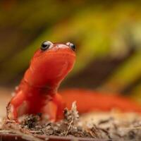 östra lera salamander, psuedotriton montanus montanus foto