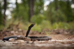 östra coachwhip, masticophis flagellum foto