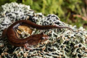 cherokee berg dunkel salamander, desmognathus adatsihi foto