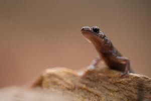 blacksburg salamander, pletodon jacksoni foto
