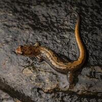 blå bergsrygg dunkel salamander, desmognathus orestes foto