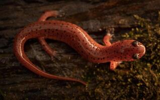 östra lera salamander, psuedotriton montanus montanus foto