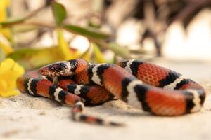 scharlakansrött kung orm, lampropeltis elapsoides foto