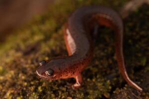 östra lera salamander, psuedotriton montanus montanus foto