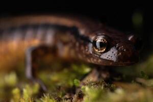 sydlig tvåfodrad salamander, eurycea cirrigera foto