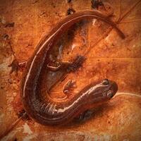 golf kust lera salamander, psuedotriton montanus flavissimus foto