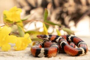 scharlakansrött kung orm, lampropeltis elapsoides foto