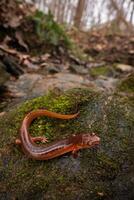 vår salamander, gyrinophilus porphyriticus foto