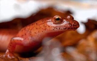 blå bergsrygg vår salamander, gyrinophilus porphyriticus danielsi foto